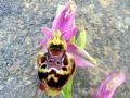 Ophrys apulica